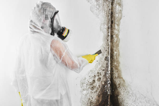 Best Crawl Space Mold Removal  in Dumont, NJ