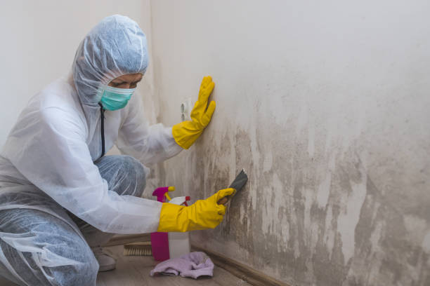 Best Home Mold Removal  in Dumont, NJ