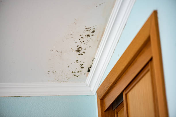 Best Mold Remediation  in Dumont, NJ