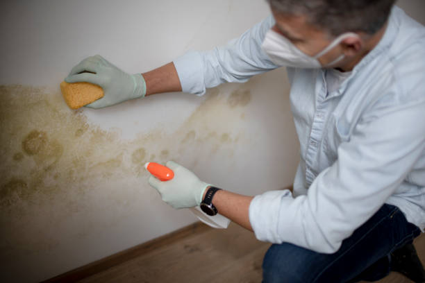 Best Same-Day Mold Removal  in Dumont, NJ