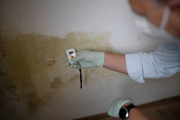 Office Mold Removal Services in Dumont, NJ