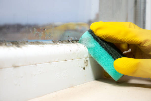 Best Certified Mold Removal  in Dumont, NJ