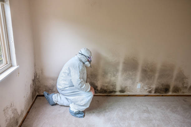 Office Mold Removal Services in Dumont, NJ