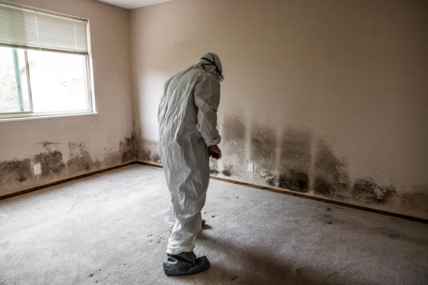 Best Mold Cleaning Services  in Dumont, NJ