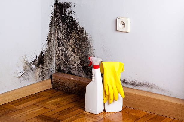 Best Mold Remediation Services  in Dumont, NJ