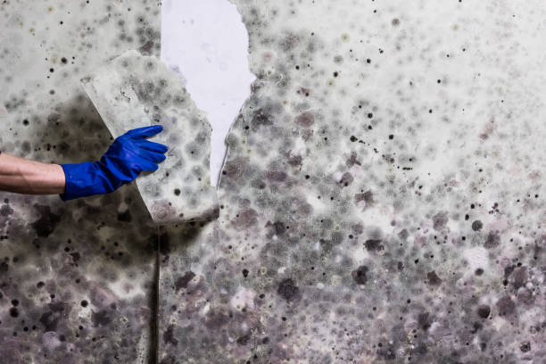 Best Mold Cleaning Services  in Dumont, NJ