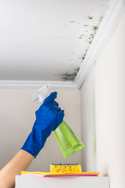 Best Certified Mold Removal  in Dumont, NJ