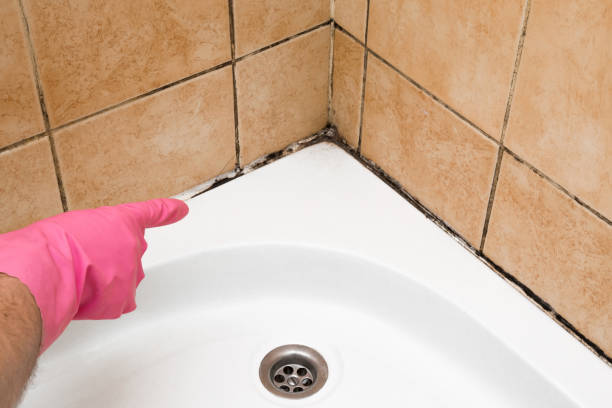 Best Residential Mold Removal  in Dumont, NJ